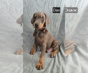 Doberman Pinscher Puppy for sale in POMEROY, OH, USA