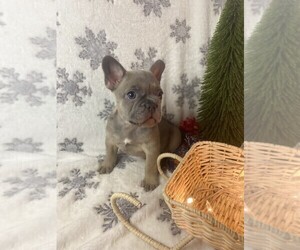 French Bulldog Puppy for sale in MIAMI, FL, USA