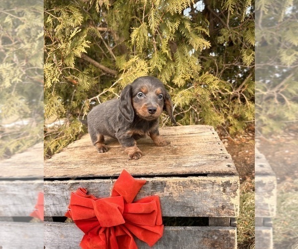 Medium Photo #2 Dachshund Puppy For Sale in MIDDLEBURY, IN, USA
