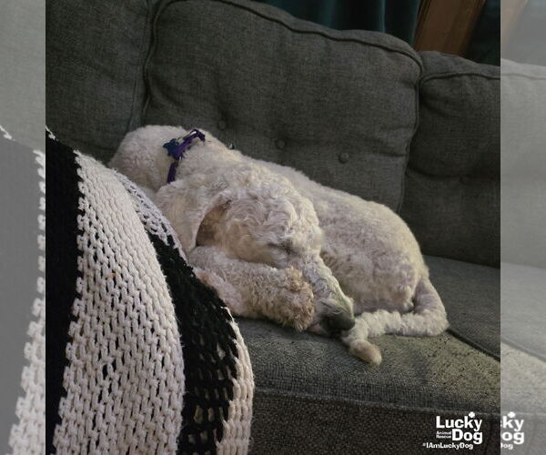 Medium Photo #5 Poodle (Standard)-Unknown Mix Puppy For Sale in Washington, DC, USA