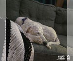 Small #4 Poodle (Standard) Mix