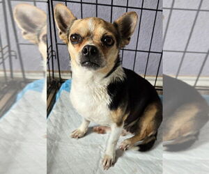 Chihuahua Dogs for adoption in San Antonio, TX, USA