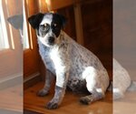 Small Photo #3 Mutt Puppy For Sale in Wakefield, RI, USA