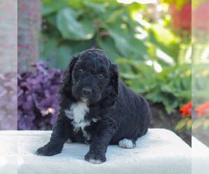 Goldendoodle Puppy for sale in NEW ENTERPRISE, PA, USA