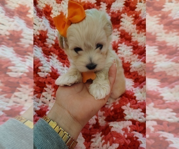 Medium Photo #5 Maltipoo (Miniature) Puppy For Sale in SAN ANTONIO, TX, USA