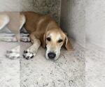 Small Labrador Retriever