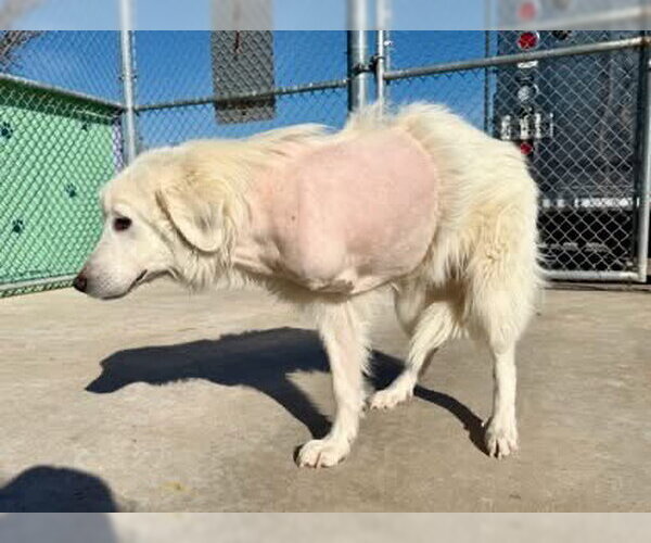 Medium Photo #5 Great Pyrenees Puppy For Sale in Spring, TX, USA