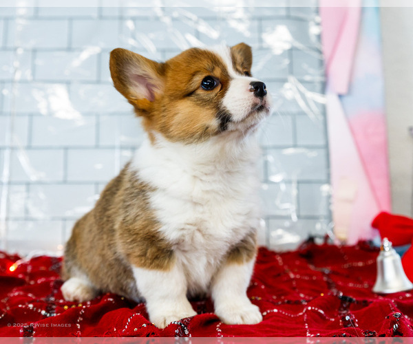Medium Photo #1 Cardigan Welsh Corgi Puppy For Sale in WAKARUSA, IN, USA