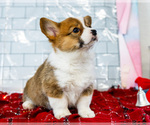 Puppy Mandy Cardigan Welsh Corgi