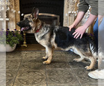 Puppy Astro German Shepherd Dog