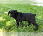 Small Photo #45 Cane Corso Puppy For Sale in WAKARUSA, IN, USA