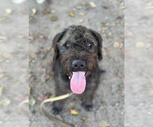 Mutt Dogs for adoption in Santa Barbara, CA, USA