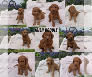 Irish Doodle Litter for sale in GOSHEN, IN, USA