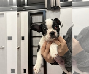 Faux Frenchbo Bulldog Puppy for sale in LAWNDALE, NC, USA