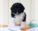 Small Photo #2 Cockapoo Puppy For Sale in GORDONVILLE, PA, USA