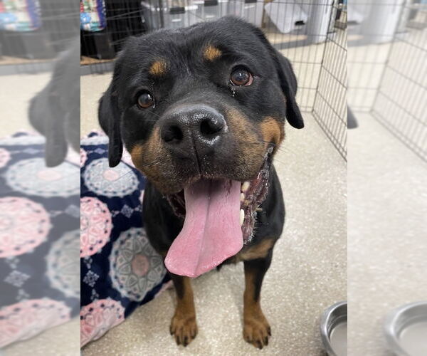 Medium Photo #2 Rottweiler Puppy For Sale in White Hall, AR, USA