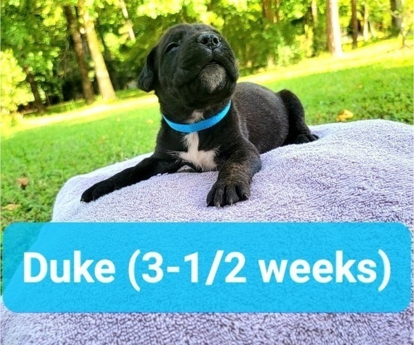 Medium Photo #13 Cane Corso Puppy For Sale in MONTPELIER, VA, USA