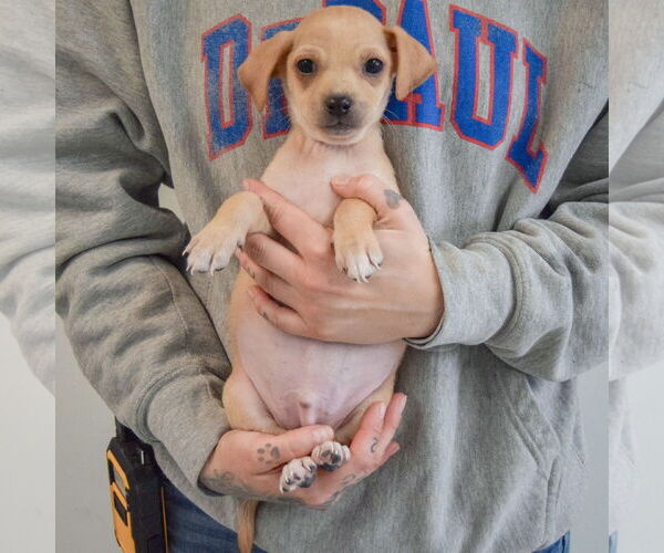 Medium Photo #3 Chiweenie Puppy For Sale in Huntley, IL, USA