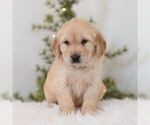 Small #4 Golden Retriever