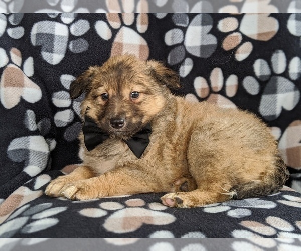 Medium Photo #4 Shetland Sheepdog-Unknown Mix Puppy For Sale in PEACH BOTTOM, PA, USA