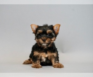 Medium Yorkshire Terrier