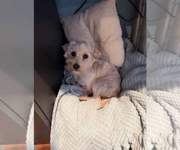 Medium Photo #5 Maltipoo (Miniature) Puppy For Sale in San Diego, CA, USA