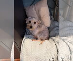 Small #4 Maltipoo (Miniature)