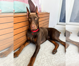 Doberman Pinscher Puppy for sale in FORT MYERS, FL, USA