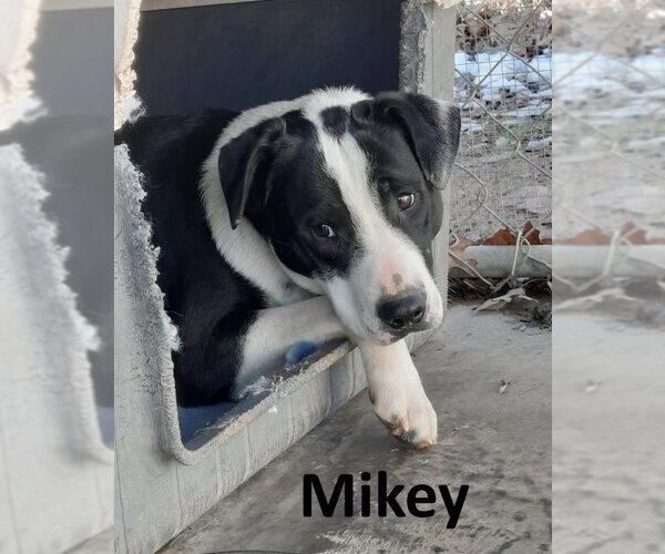 Medium Photo #3 Border Collie-Mountain Cur Mix Puppy For Sale in Mountain View, AR, USA