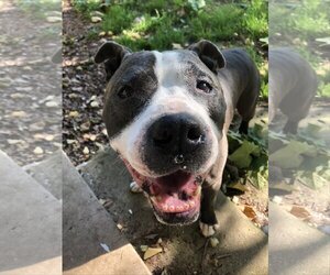 Rocky *foster needed* - Male American Staffordshire Terrier Dog for Adoption - Photo #2