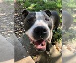 Small #1 American Staffordshire Terrier