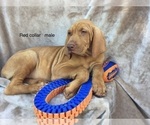 Small Photo #6 Vizsla Puppy For Sale in WARREN, OR, USA