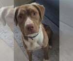 Small #4 American Pit Bull Terrier-Retriever  Mix