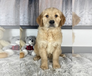 Golden Retriever Puppy for sale in FRANKLIN, IN, USA