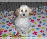 Small #4 Cavapoo-Poodle (Miniature) Mix