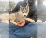 Small Photo #27 Siberian Husky Puppy For Sale in TRIMBLE, MO, USA