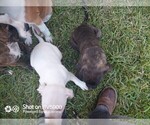 Small Photo #5 Cane Corso Puppy For Sale in TOMBALL, TX, USA