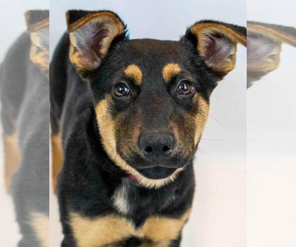 Medium Photo #1 Mutt Puppy For Sale in Kennesaw, GA, USA