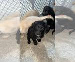 Small Photo #32 Labradoodle Puppy For Sale in KIRKSVILLE, MO, USA