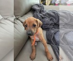 Puppy Nemo Rhodesian Ridgeback