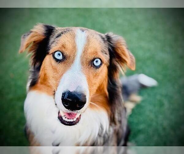 Medium Photo #1 Border-Aussie Puppy For Sale in Orlando, FL, USA