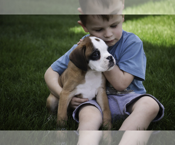 Medium Photo #2 Boxer Puppy For Sale in SHIPSHEWANA, IN, USA