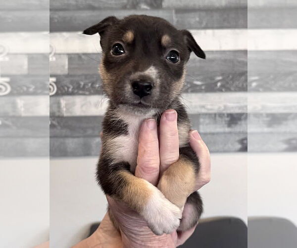 Medium Photo #12 American Staffordshire Terrier-Siberian Husky Mix Puppy For Sale in Corona, CA, USA