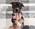 Small #11 American Staffordshire Terrier-Siberian Husky Mix