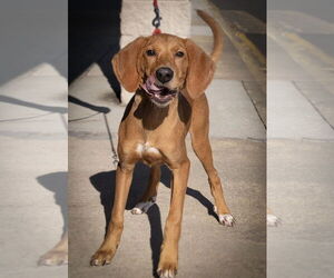 Redbone Coonhound Dogs for adoption in Wilmington, NC, USA