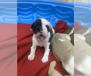 Olde English Bulldogge Puppy for sale in T VILLE, KY, USA