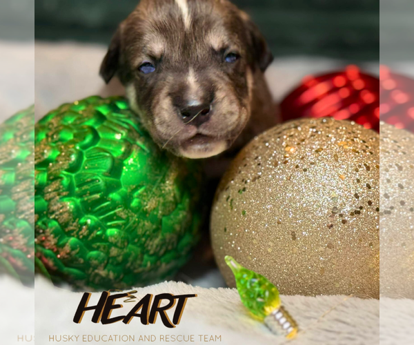 Medium Photo #2 Siberian Husky-Unknown Mix Puppy For Sale in Severn, MD, USA