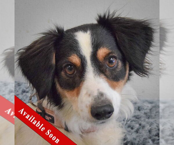 Medium Photo #1 Beagle-English Springer Spaniel Mix Puppy For Sale in Huntley, IL, USA