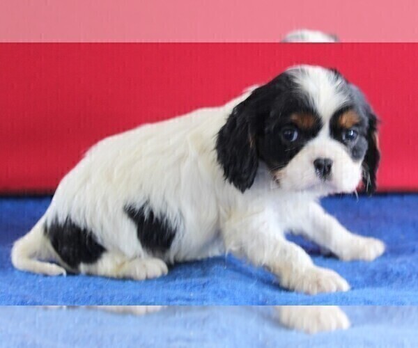 Medium Photo #2 Cavalier King Charles Spaniel Puppy For Sale in FREDERICKSBURG, OH, USA