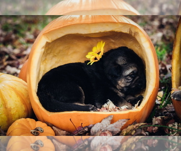 Medium Photo #9 German Shepherd Dog Puppy For Sale in MONROE, NC, USA